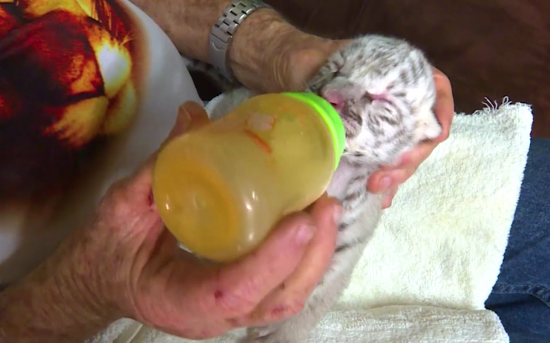 Snow, the little white tigress fights for survival in Nicaragua |  Video