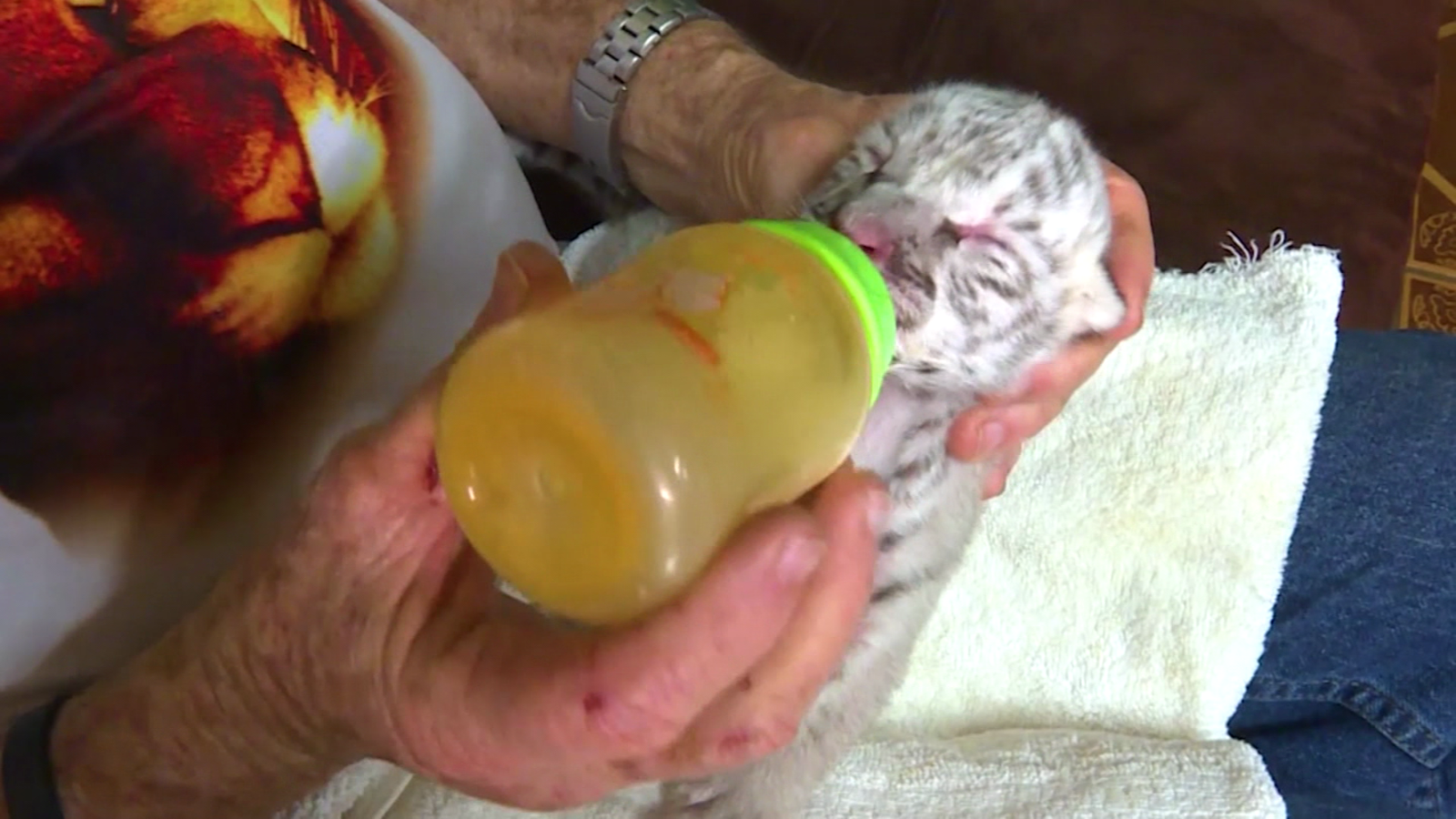 Veterinarians help little white tigers survive