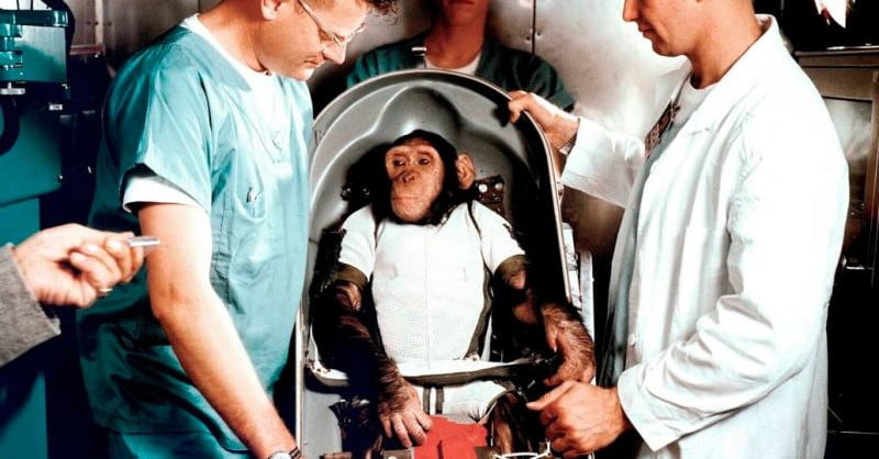 Chimpanzees are important and accomplished tracing the path to space