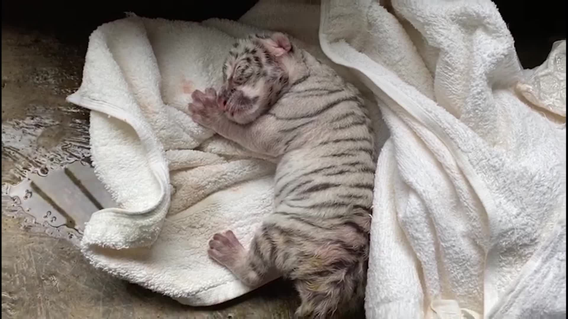 A newly born white tiger dies in captivity in Nicaragua