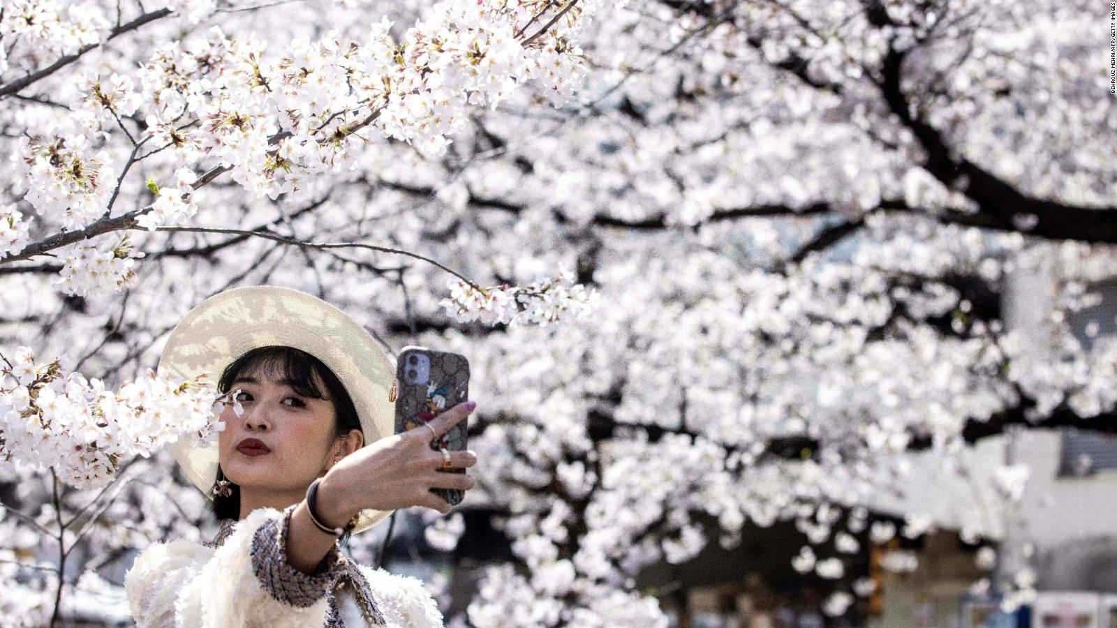 Cherry blossoms in Japan are showing alarming signs, researchers said