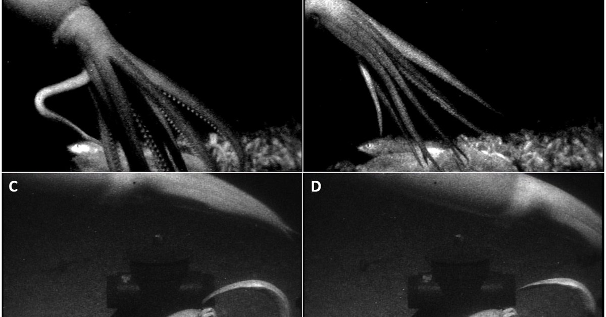 Science – red light and trap are the key to photographing giant squid