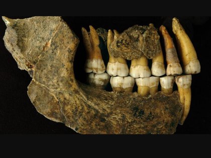 03/10/2021 Neanderthal Jaw Research and Technology University of OXFORD