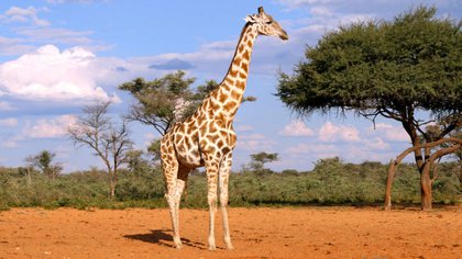 05/07/2021 Giraffes live in the savannah regions of sub-Saharan Africa, including Namibia.  Classified by the International Union for Conservation of Nature (IUCN) as "vulnerable".  SENCKENBERG Institute Research and Technology Policy