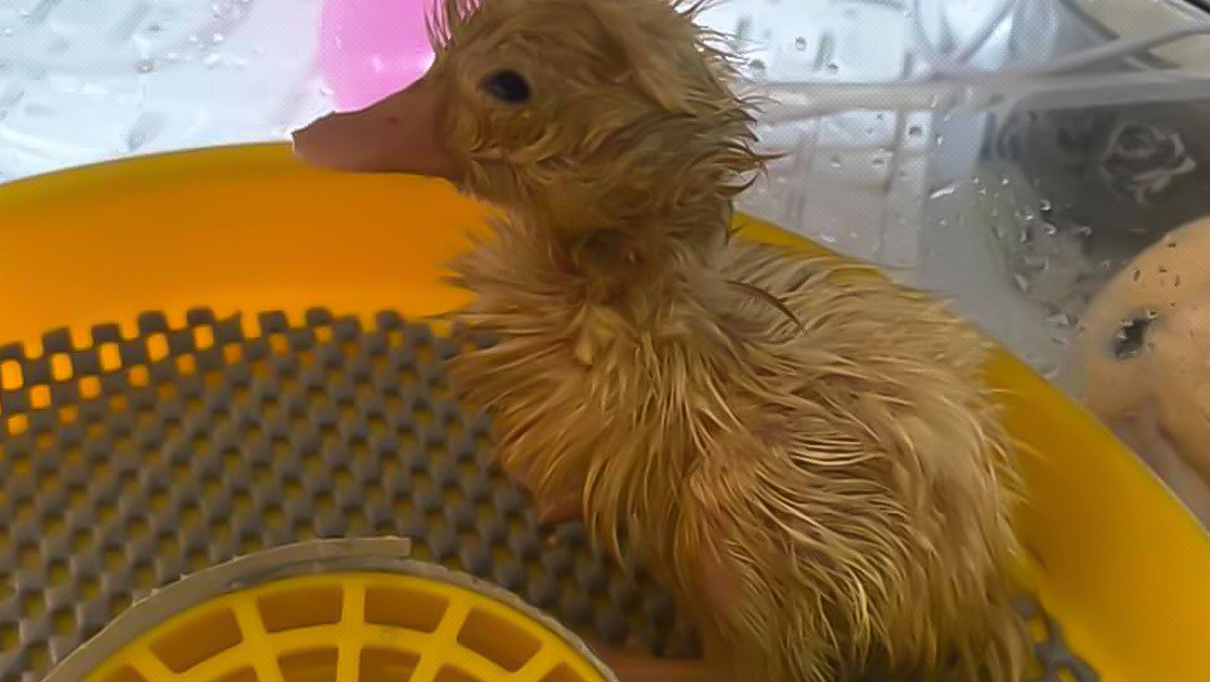Videos: A woman managed to hatch a duck from a common supermarket egg