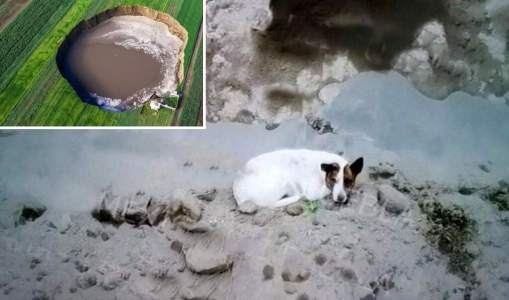 A dog falls into a hole in Mexico and disappears after hours