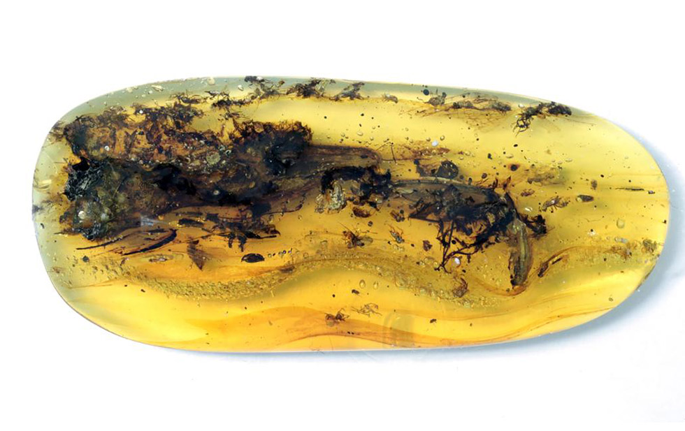 What was believed to be a small dinosaur trapped in amber turned out to be ‘a strange animal’