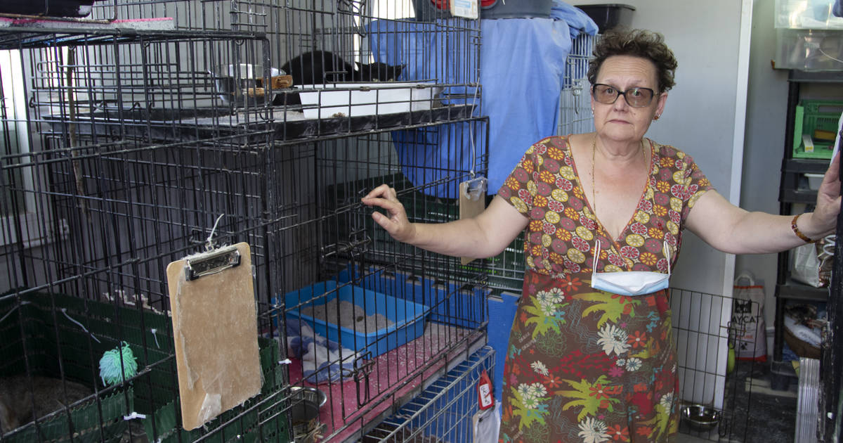 The protector of animals in Tarragona is asking for money to expand the space for cats