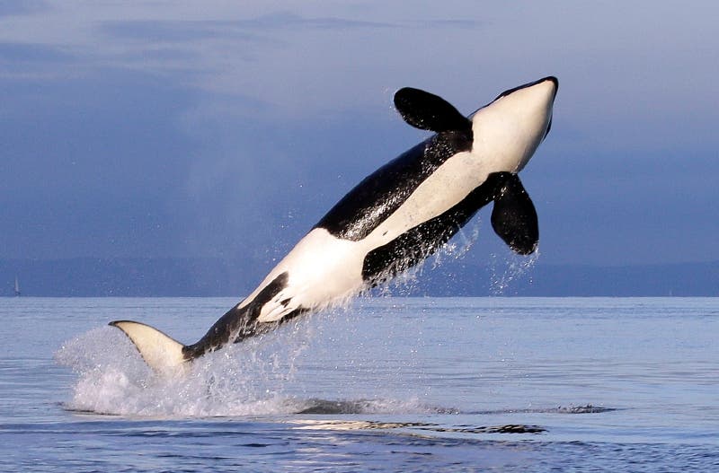 More personal space for killer whales