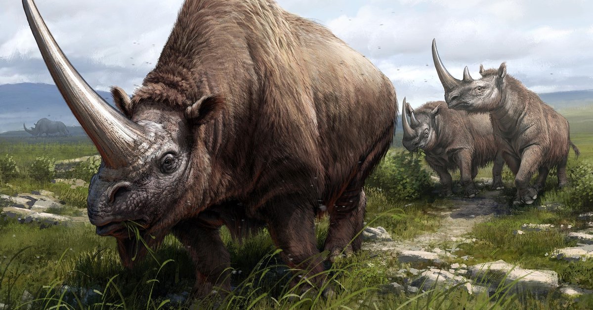 Science – Geneticists trace the rhino family tree