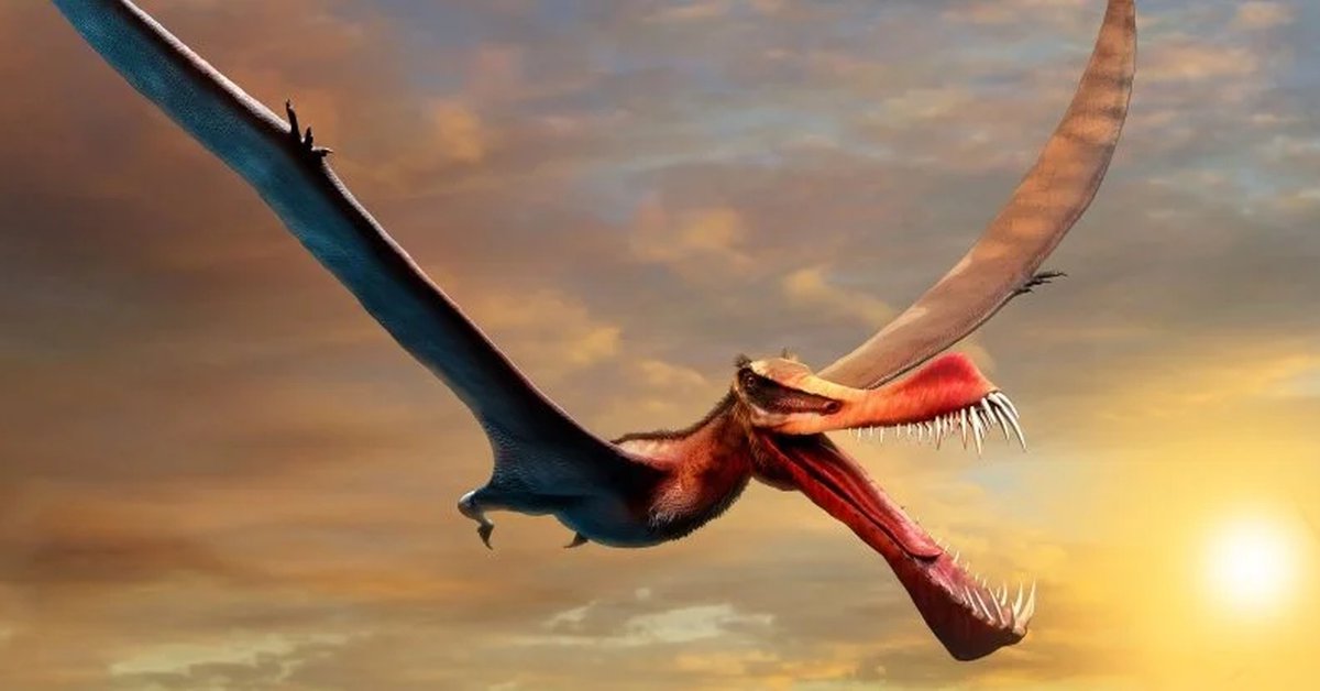 They found the remains of a terrifying “flying dragon”, the largest pterodactyl in ancient Australia