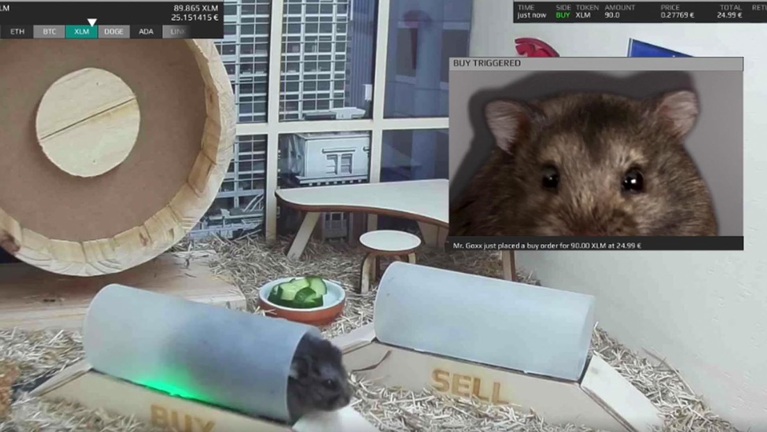 Crypto hamster trader gains 30% in three months, outpacing Warren Buffett and S&P 500