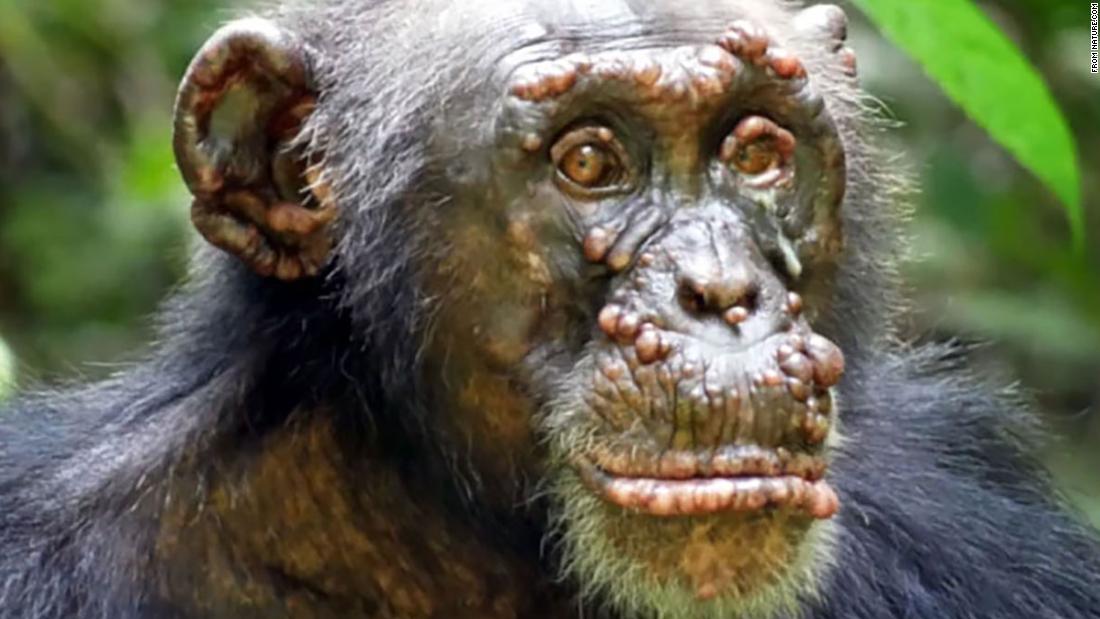 Leprosy was first identified in wild chimpanzees