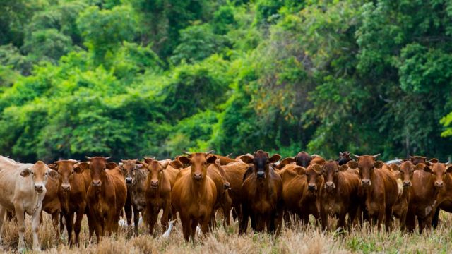 Livestock in Brazil