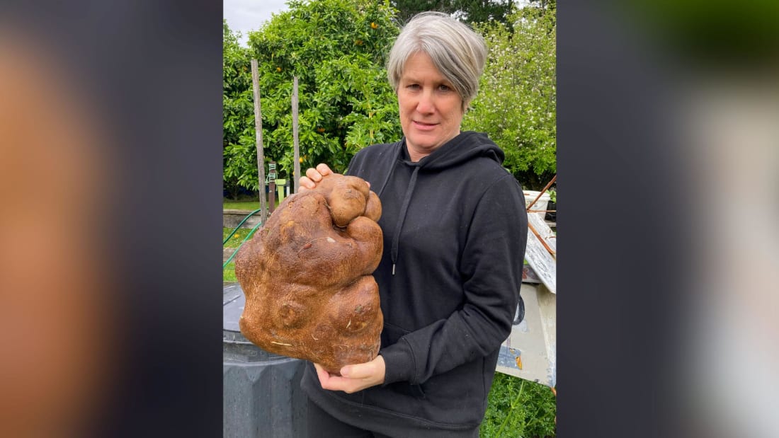 Is this giant potato the heaviest potato in the world?