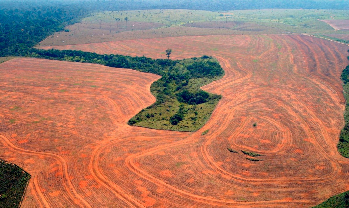 The Brazilian government hid data on deforestation in the Amazon until the end of the COP 26