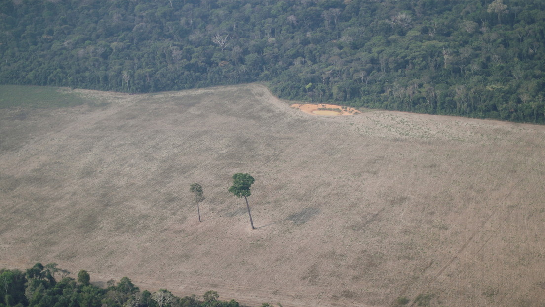 The investigation of more than 100 fashion brands accused of deforestation in the Amazon