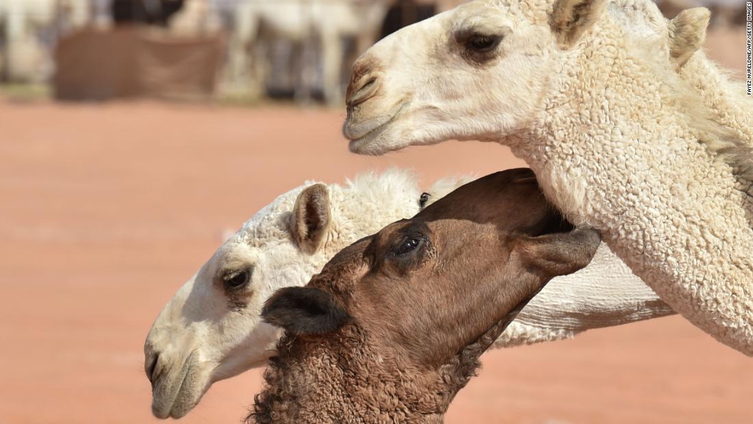 43 camels were excluded from the beauty contest for using Botox