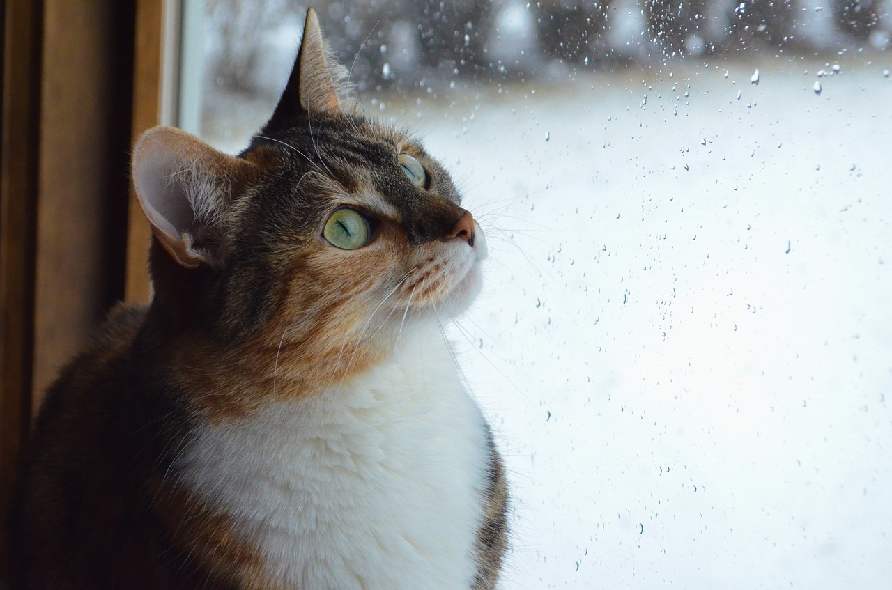 Why do cats know when it rains?