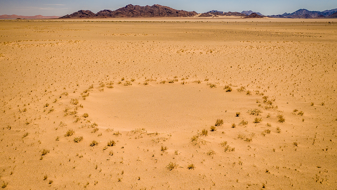 They solve the mysteries of fairy circles in the Namib Desert