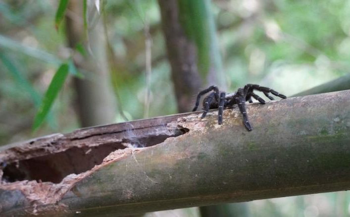 A new species of tarantula has been discovered thanks to a YouTuber