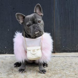El bulldog francés, el perro de los famosos convertido en botín de ladrones