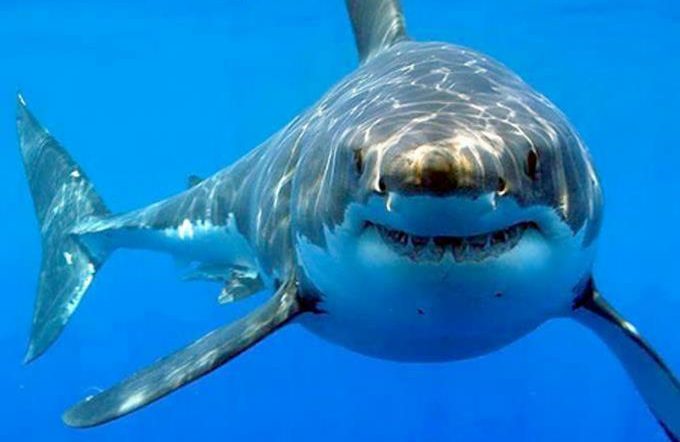Shark attacks are on the rise again after three years of decline
