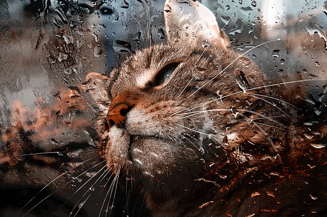 rain cats