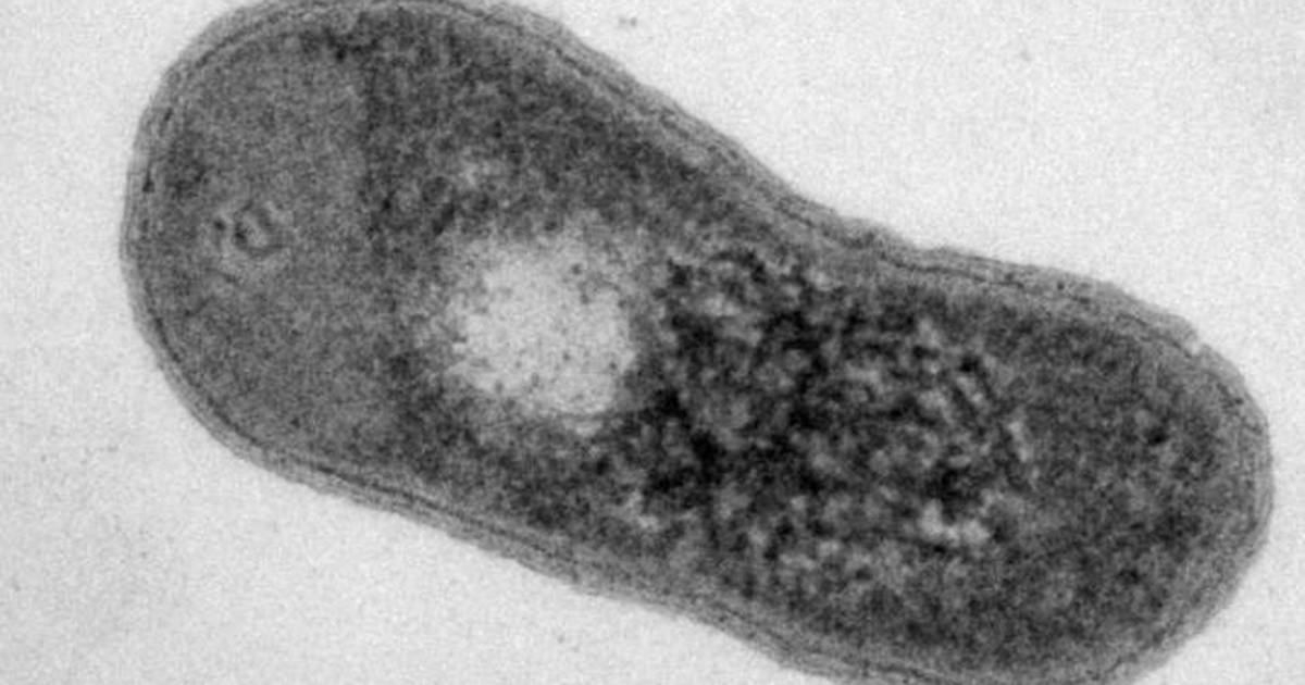 Science.  – Publimetro México . opaque bacterium from Guppy that uses photosynthesis