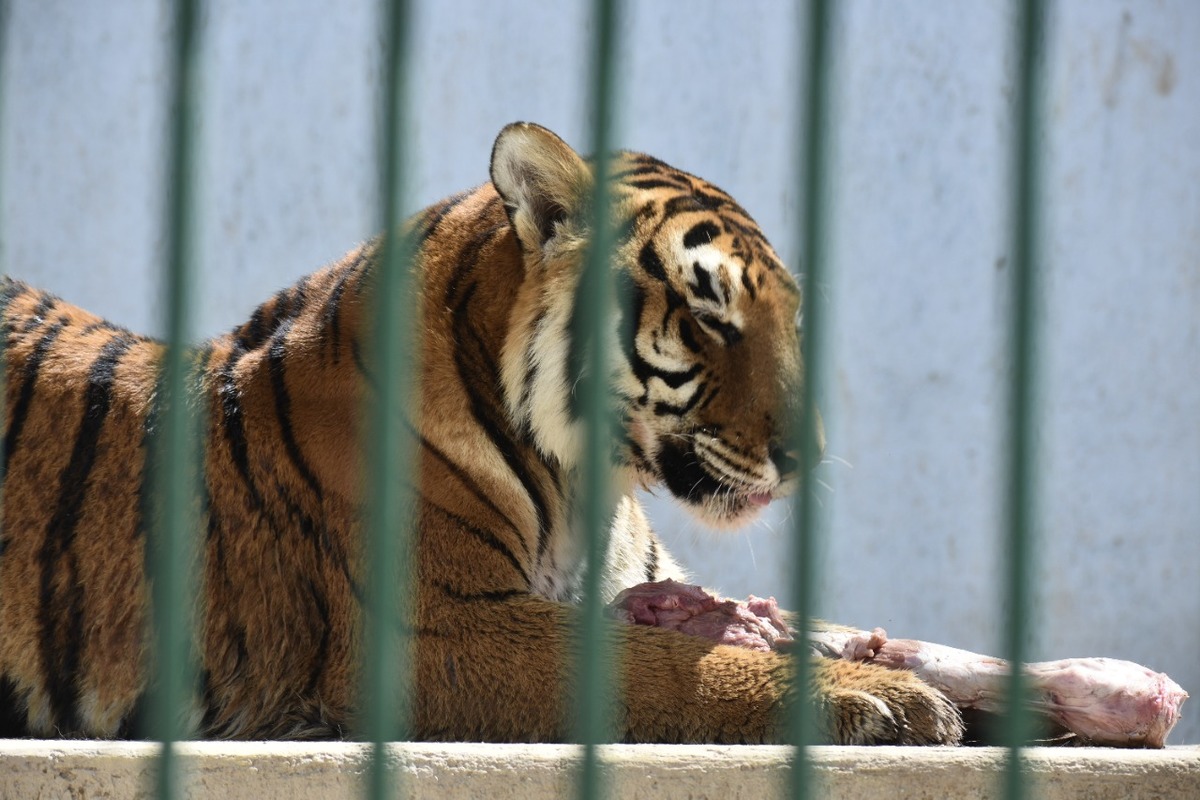 Tiger Tizayuca Biopark