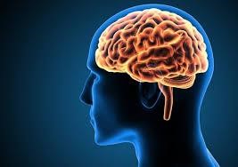 Brain size and Intelligence
