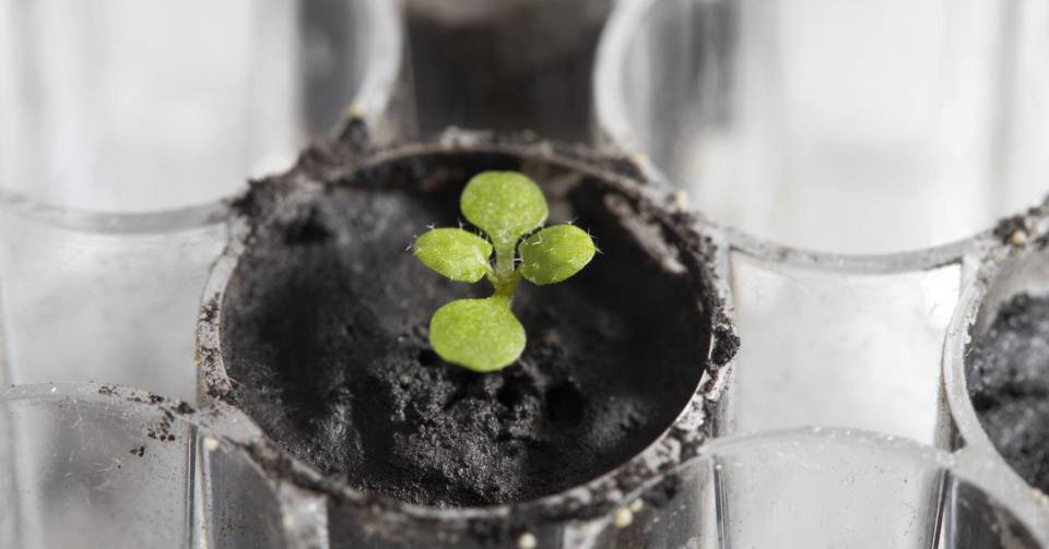 Scientists are able to grow plants in the soil from the moon for the first time