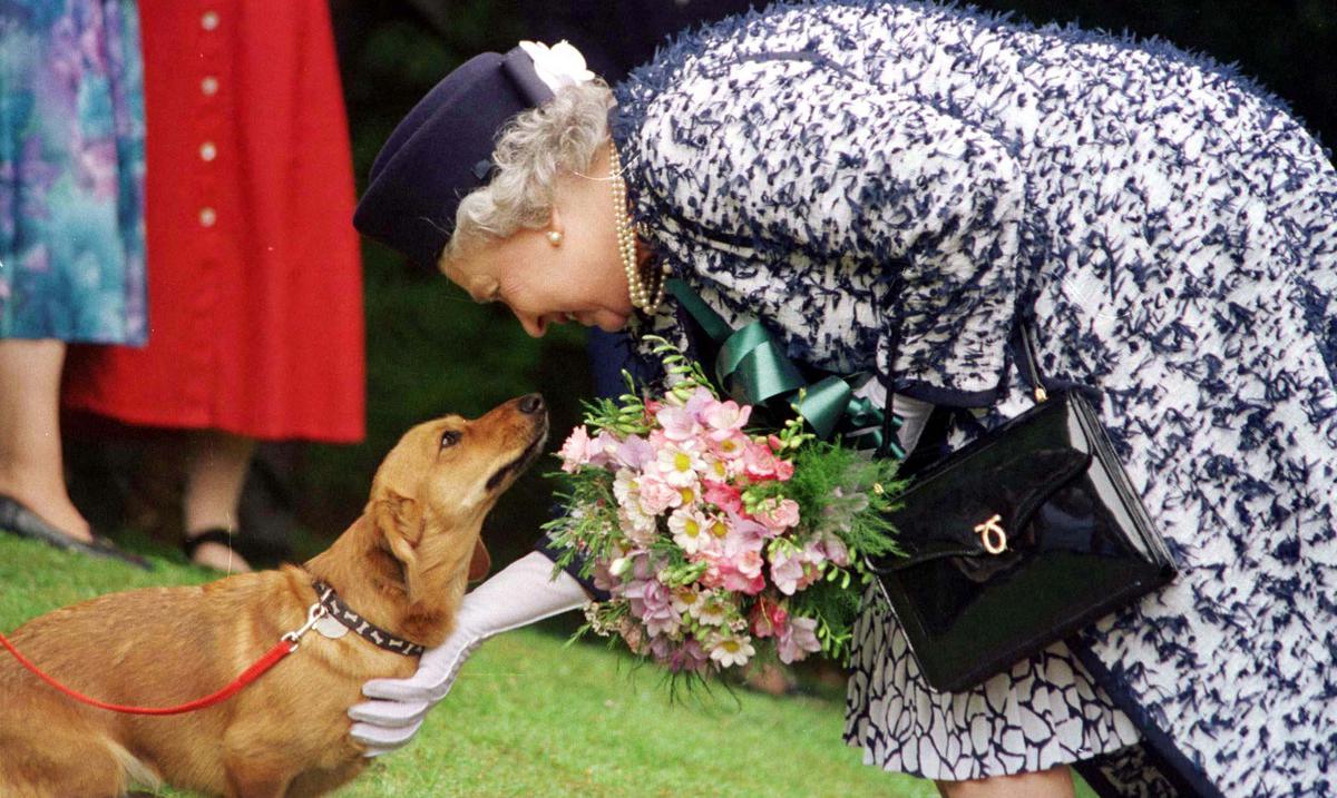 What will happen to the dogs of Queen Elizabeth II?