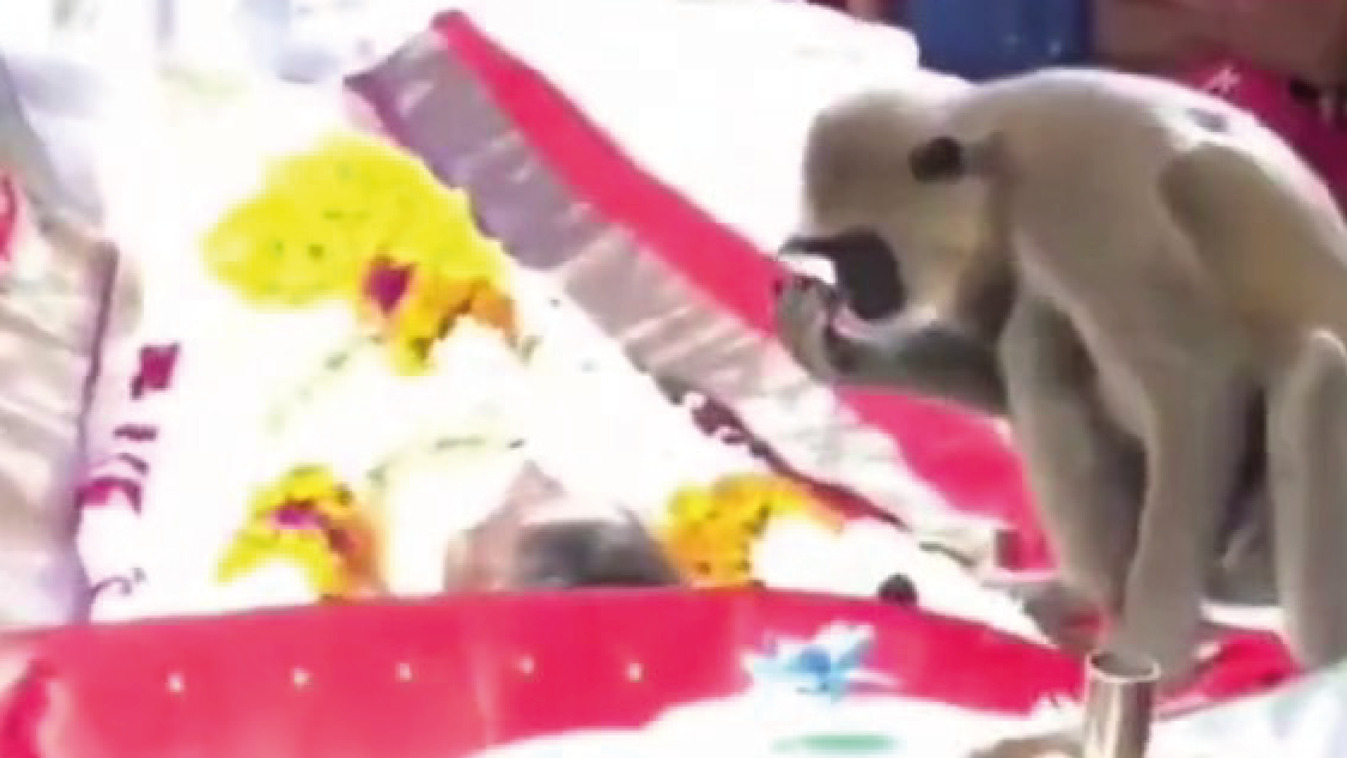 Monkey says goodbye to his human friend at his funeral.