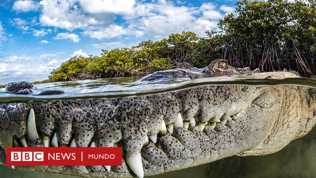 Impressive photo of a crocodile in Cuba wins top prize at Mangrove Photo Awards (and other spectacular images from the competition)
