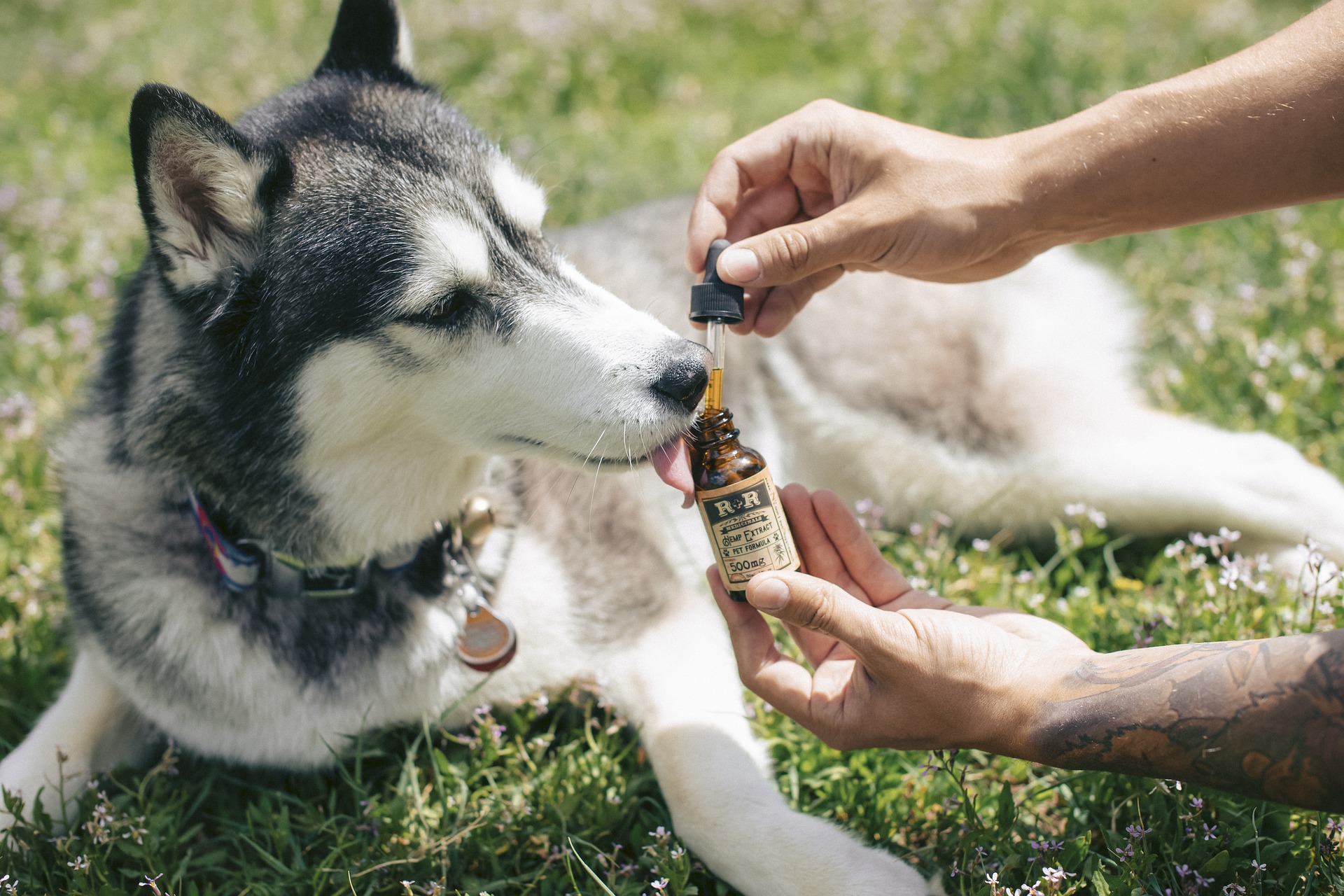 Understanding the Benefits of CBD for its Anti-Inflammatory Properties for Your Canine Companion