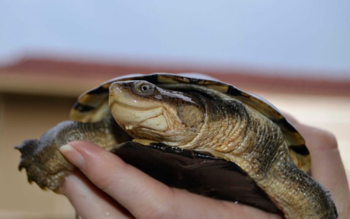 Mastering Care for African Sideneck Turtles: Habitat Insights and Tips