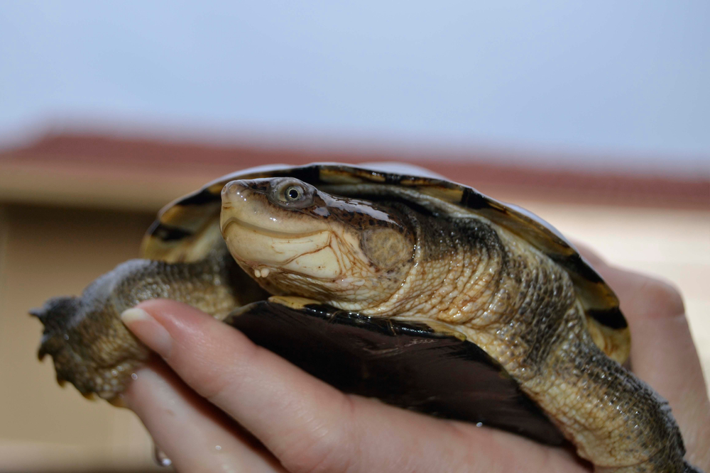 Mastering Care for African Sideneck Turtles: Habitat Insights and Tips