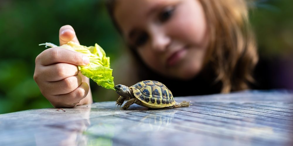 Spotting Common Health Issues in Pet Turtles: What to Know