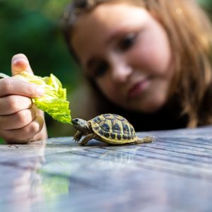 Spotting Common Health Issues in Pet Turtles: What to Know