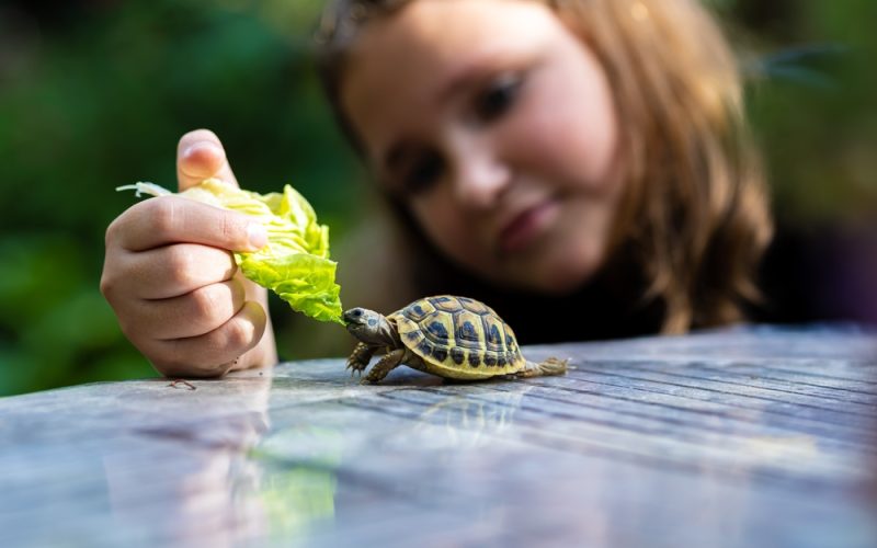 Spotting Common Health Issues in Pet Turtles: What to Know