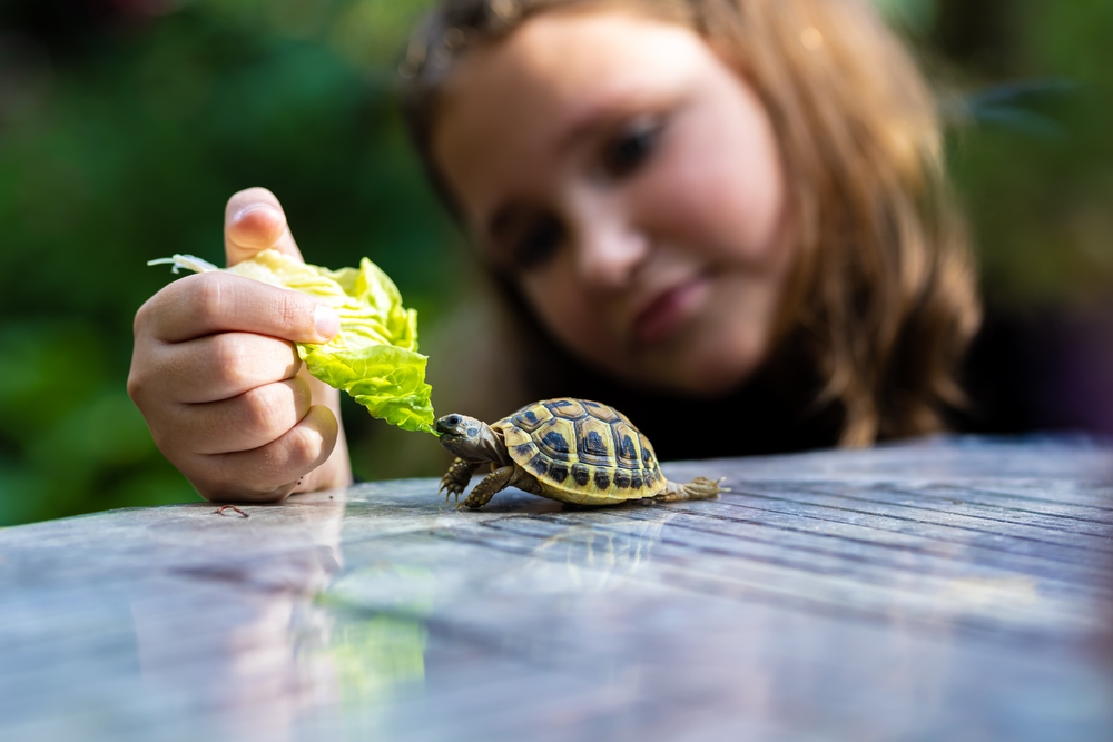 Spotting Common Health Issues in Pet Turtles: What to Know