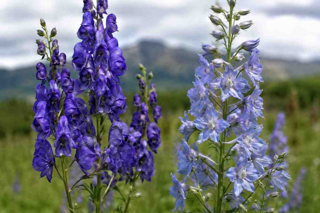 Two Poisonous Flowers Could Help Scientists Develop Powerful New Medicines